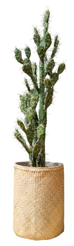 Nairobie Cactus Artificial Plant Tanaman    